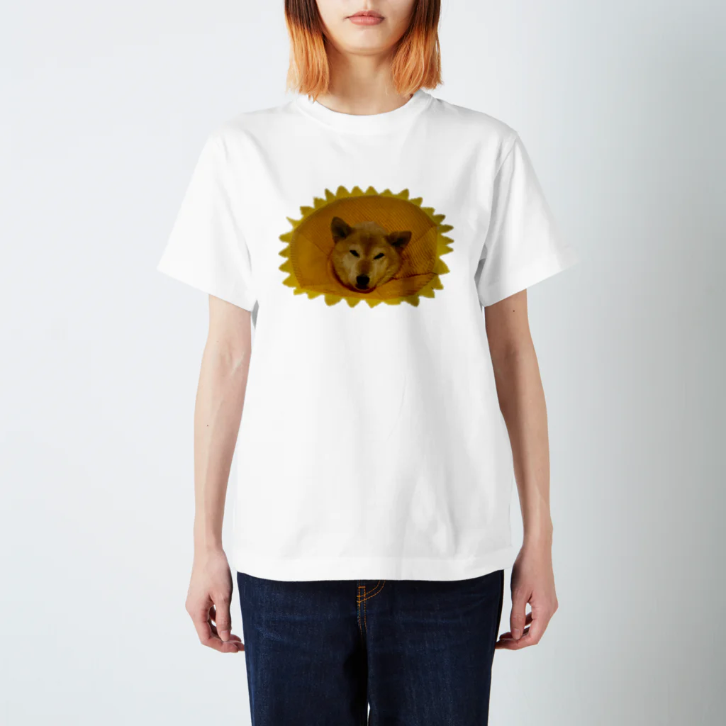 柴犬と柴犬のひまわりの柴犬 スタンダードTシャツ