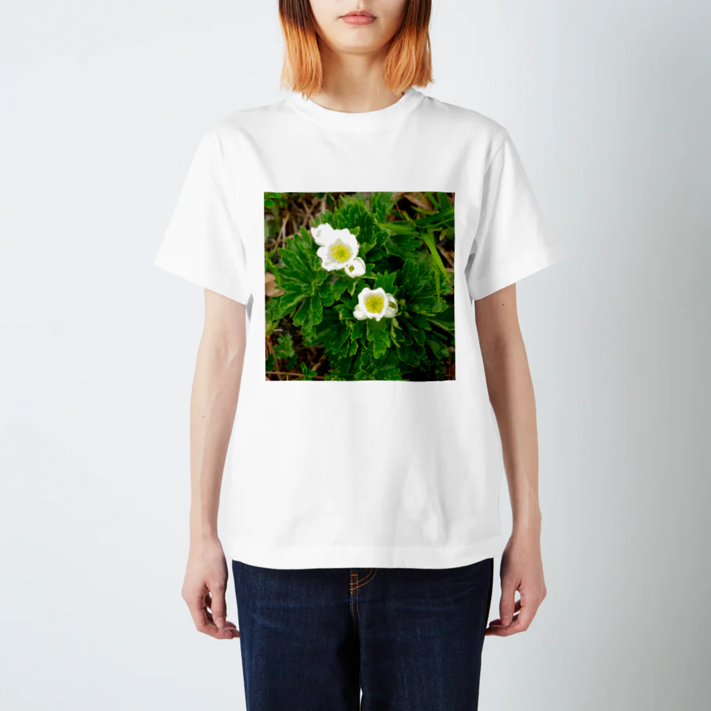 asako=niagaraの植物図鑑 ハクサンイチゲ スタンダードTシャツ