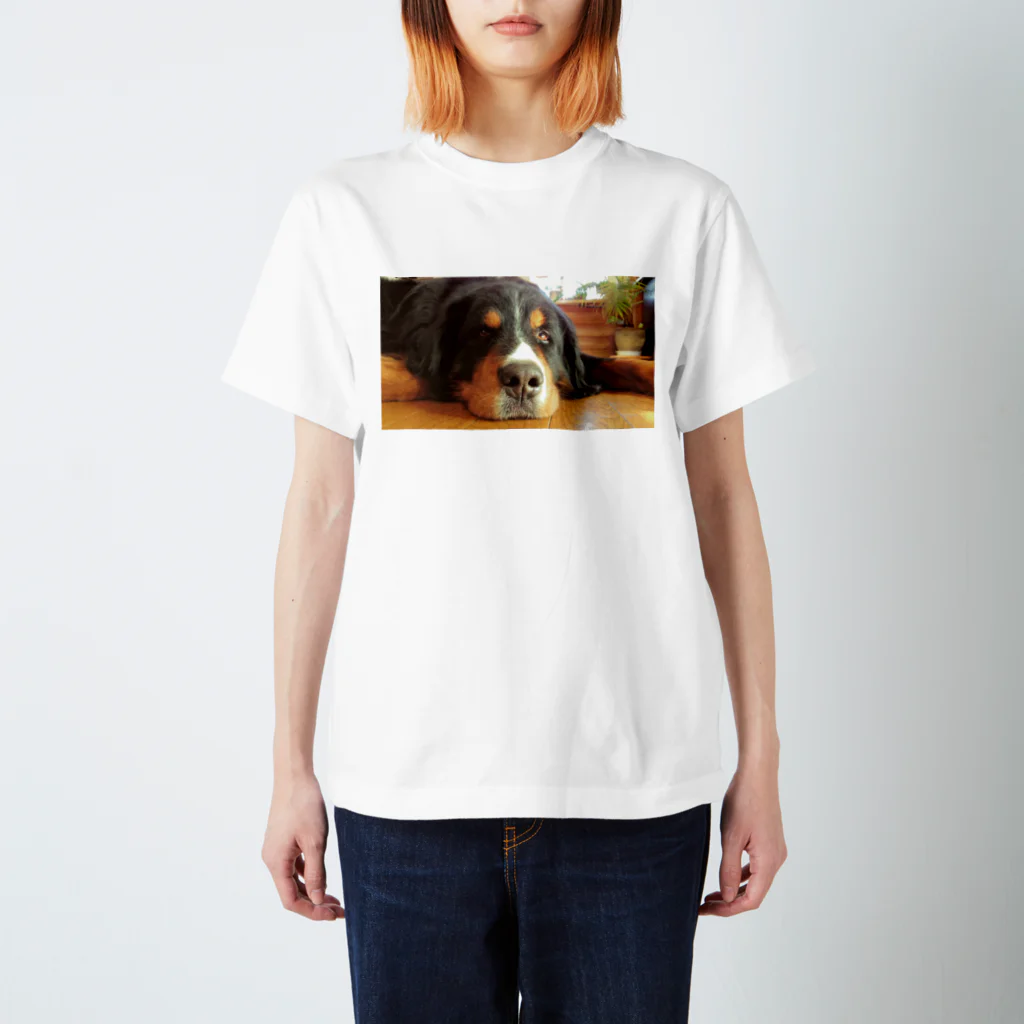 Colomocooo!!のBernese Mountain Dog 1 スタンダードTシャツ