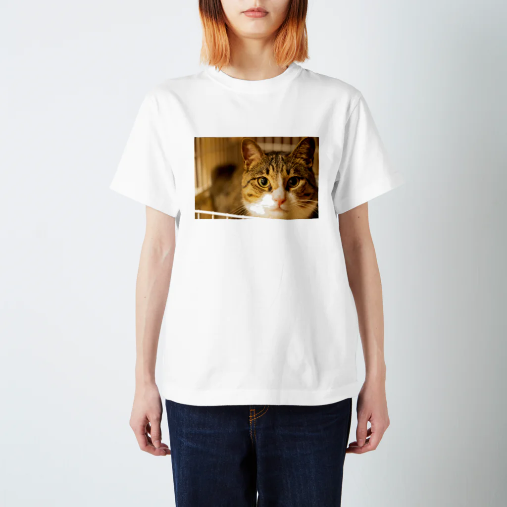 little CATSの猫ちゃん スタンダードTシャツ