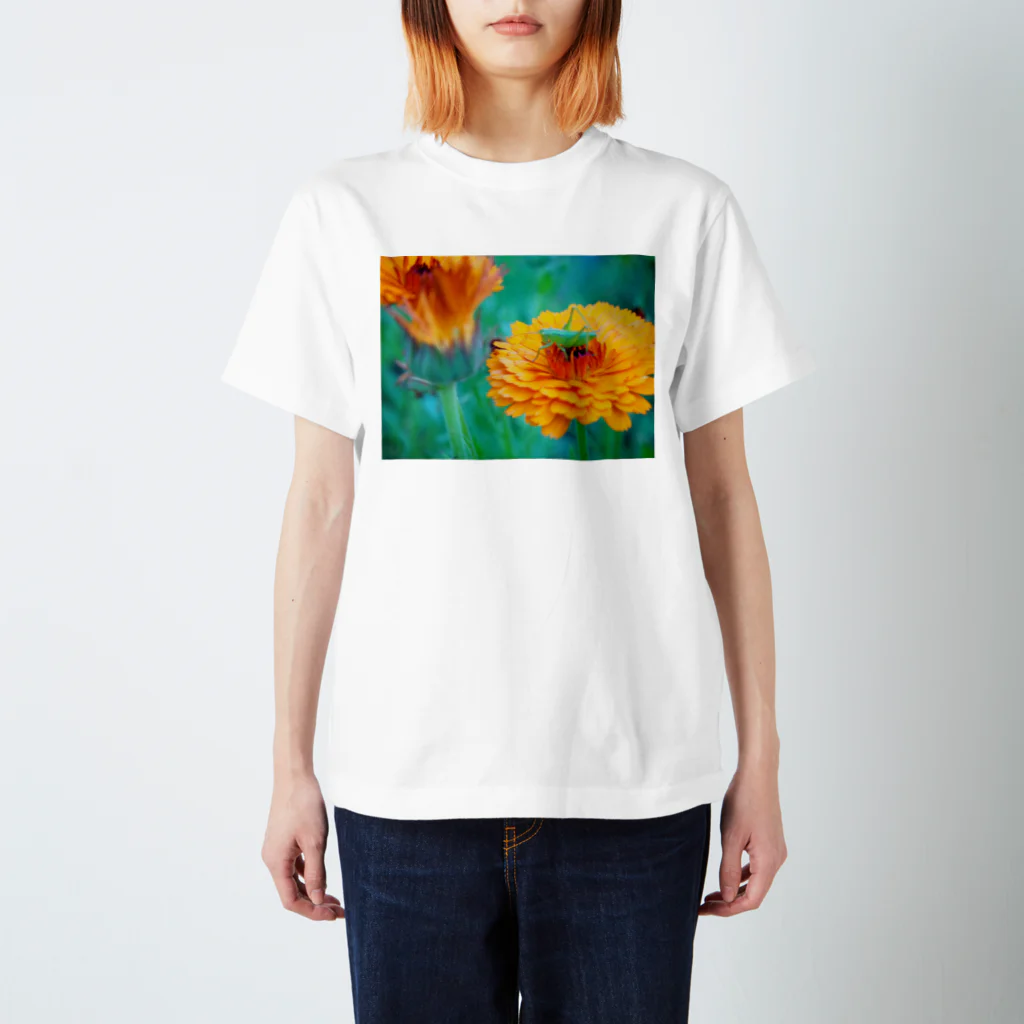 matsunomiの庭の花と虫 スタンダードTシャツ