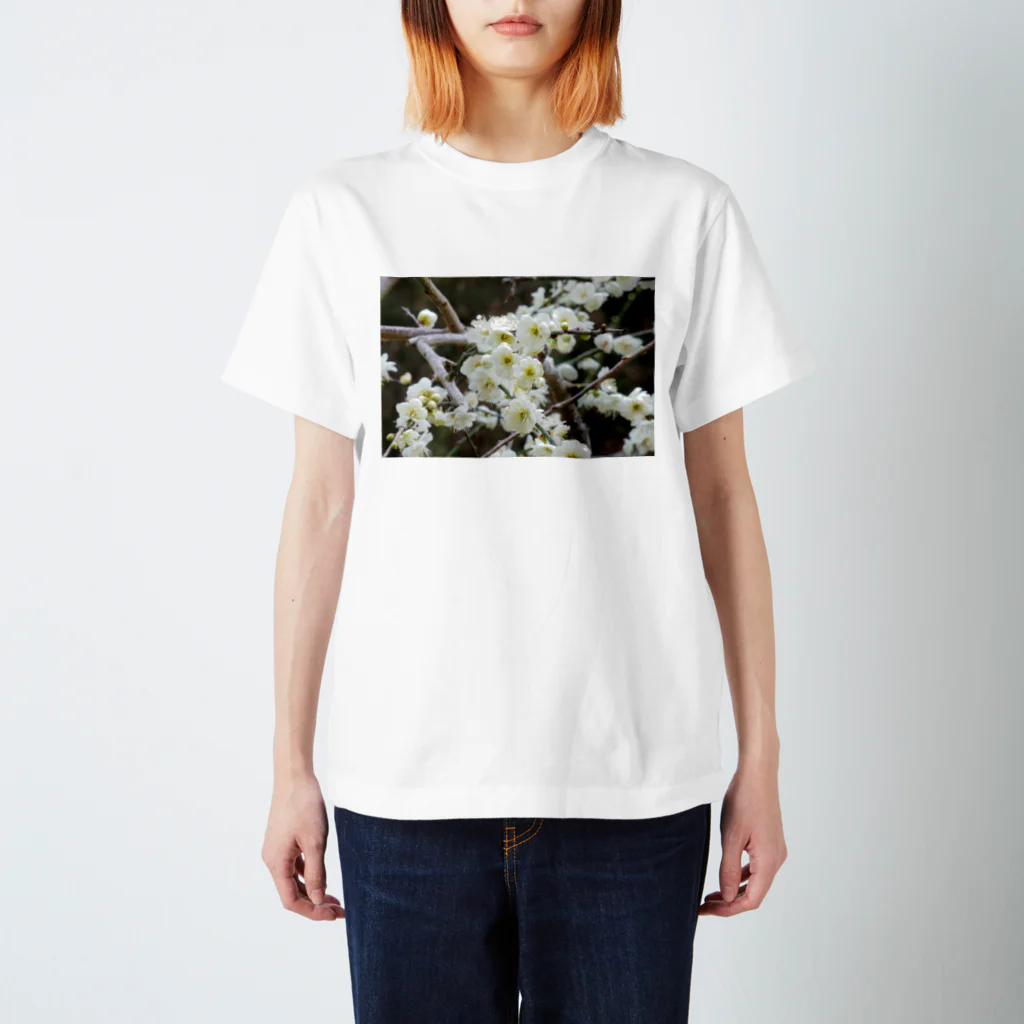 Kazuphotoの早春の白梅　Japanese apricot flower in February スタンダードTシャツ