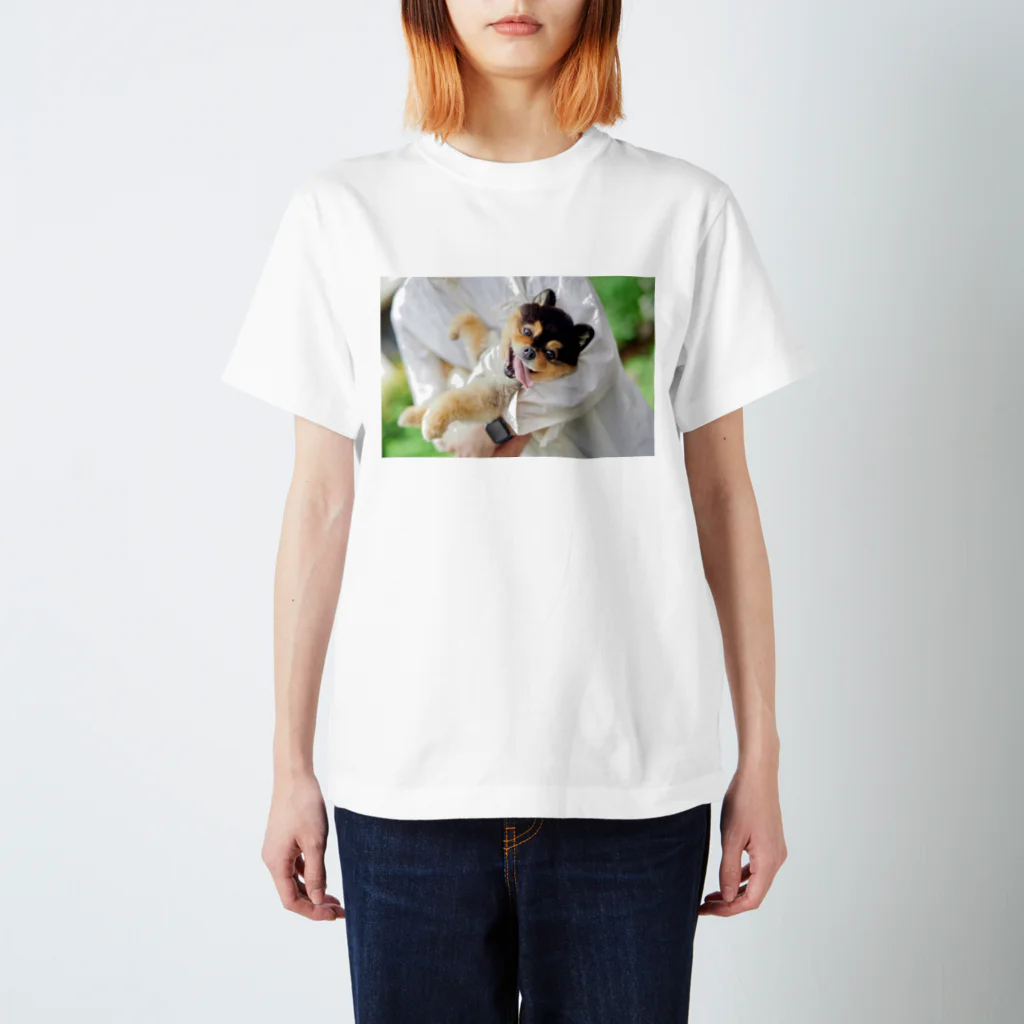 タヌキ似のたろ吉@ポメラニアンの犬 スタンダードTシャツ