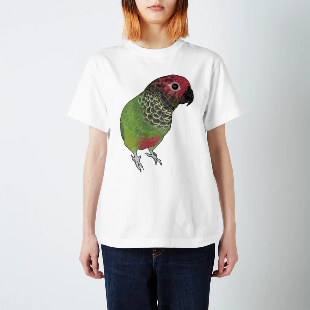 まめるりはことりの可愛いバライロビタイウロコインコちゃん【まめるりはことり】 スタンダードTシャツ