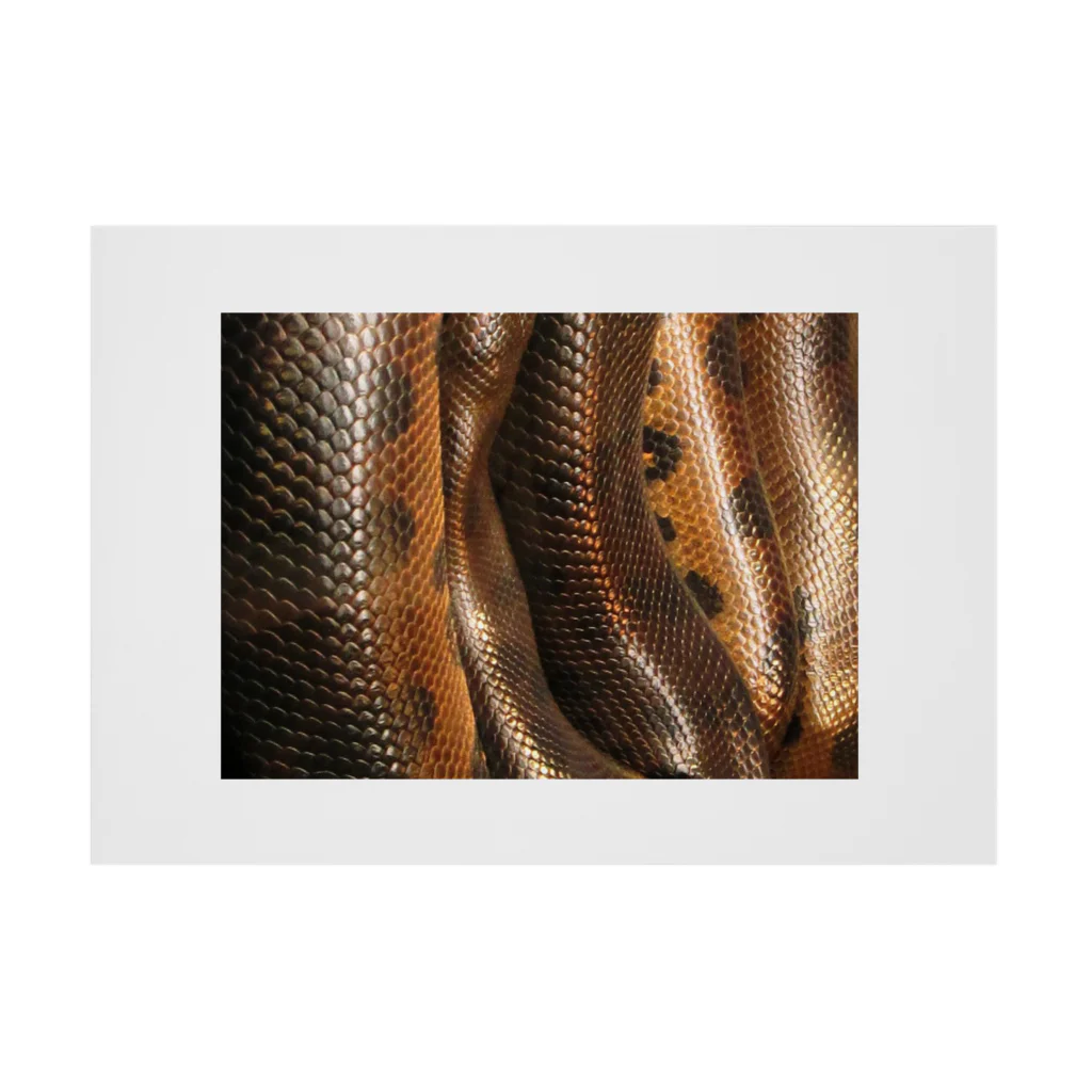 Fred HorstmanのReal colorful snake skin Nr. 10,  本物 の カラフルな ヘビ 皮 No. 10 ,  10番 Stickable Poster :horizontal position