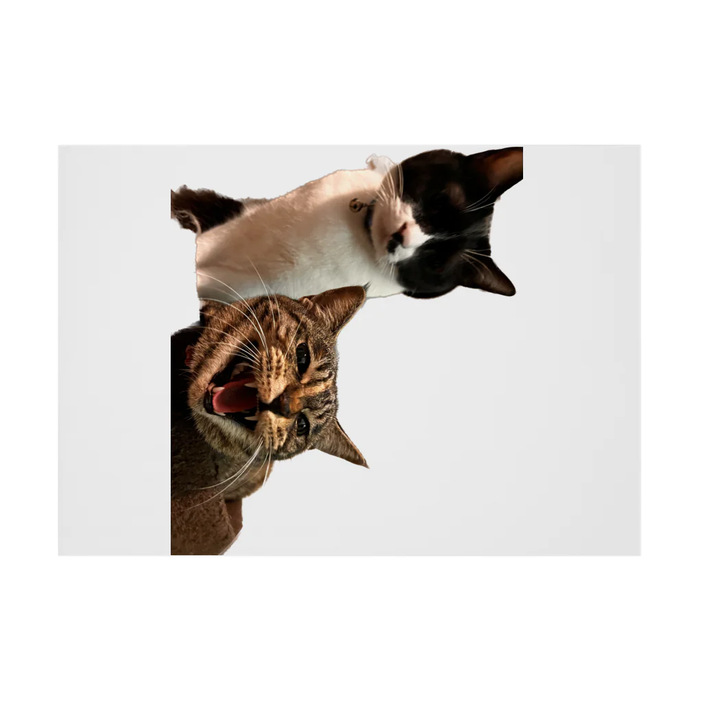 ソヒのショップの怒る猫と静かな猫 Stickable Poster :horizontal position