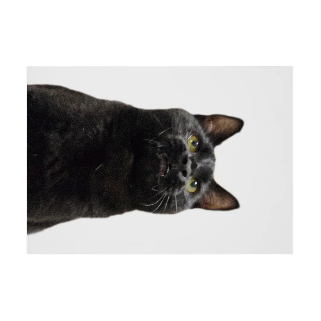 ８９６の黒猫 吸着ポスターの横向き