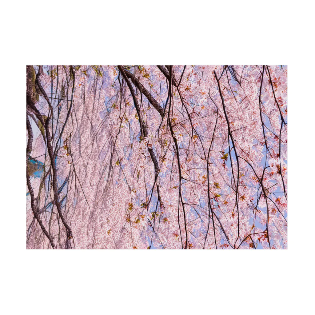 辺賦志ショップの美しき桜 Stickable Poster :horizontal position