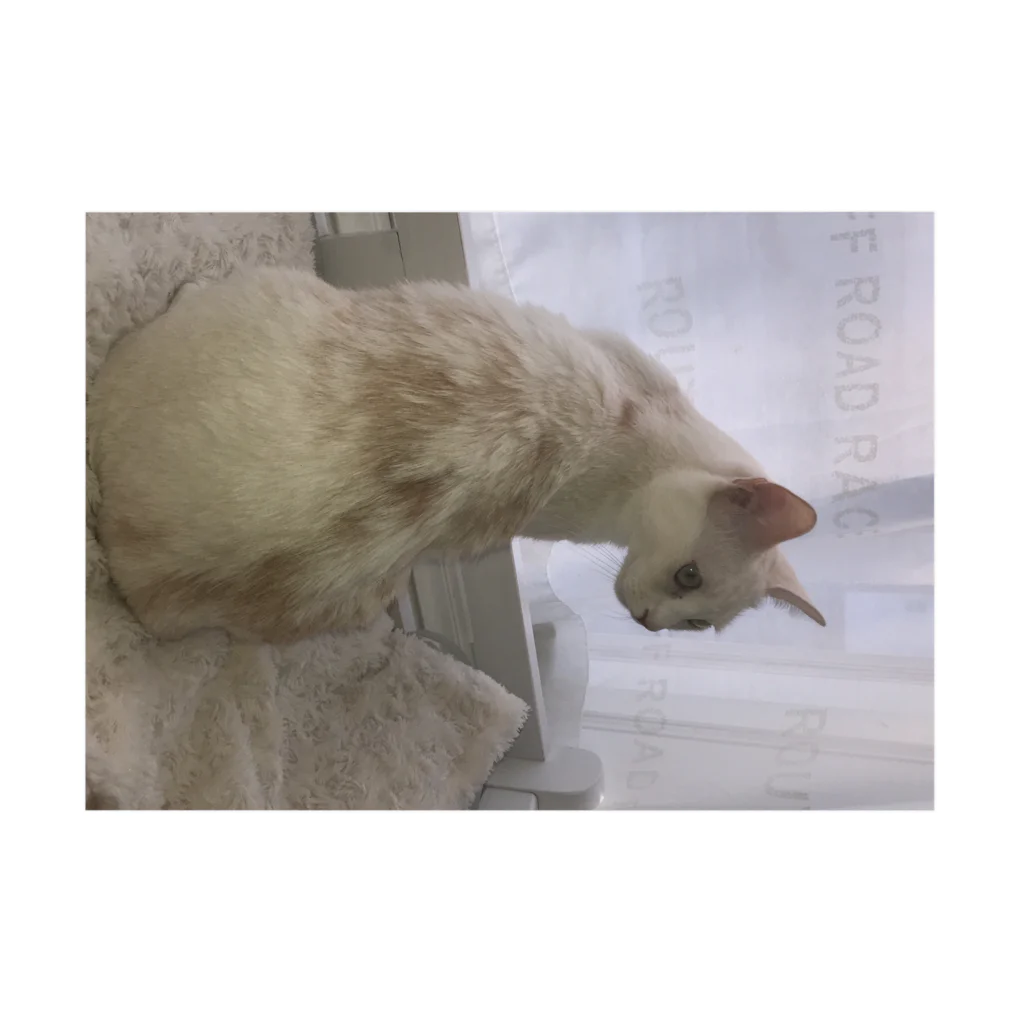 Mizuki・ASIA CATの後ろ美猫MILU🐾 Stickable Poster :horizontal position