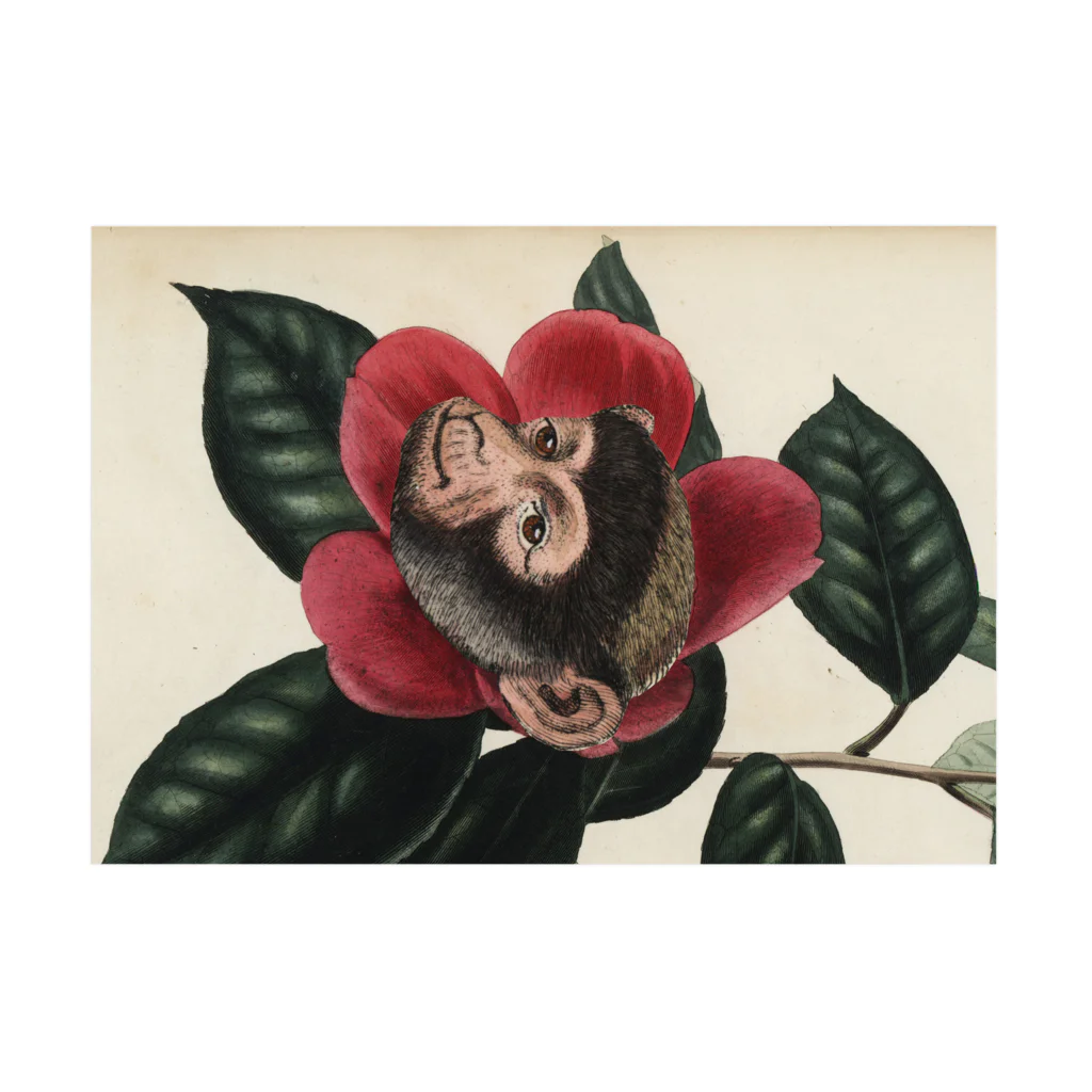 J. Jeffery Print Galleryの絶滅危惧種の猿とツバキ 吸着ポスターの横向き