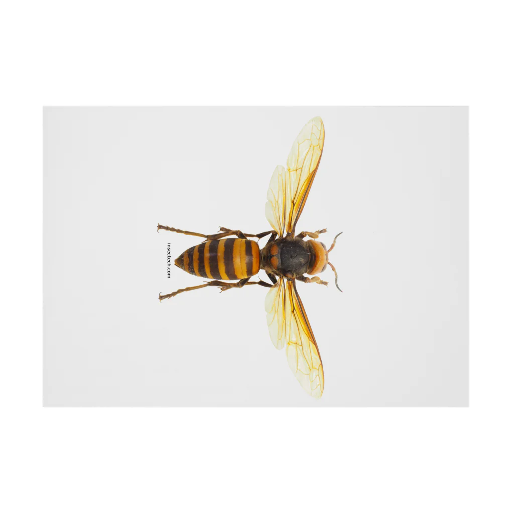 insectech.comのオオスズメバチ女王 吸着ポスターの横向き