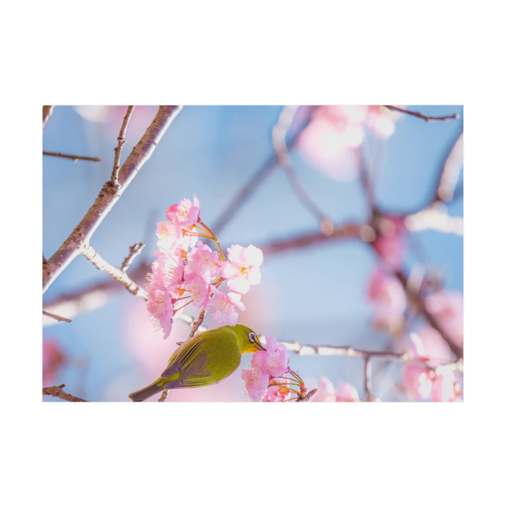 otakeの写真店の桜とメジロ 吸着ポスターの横向き