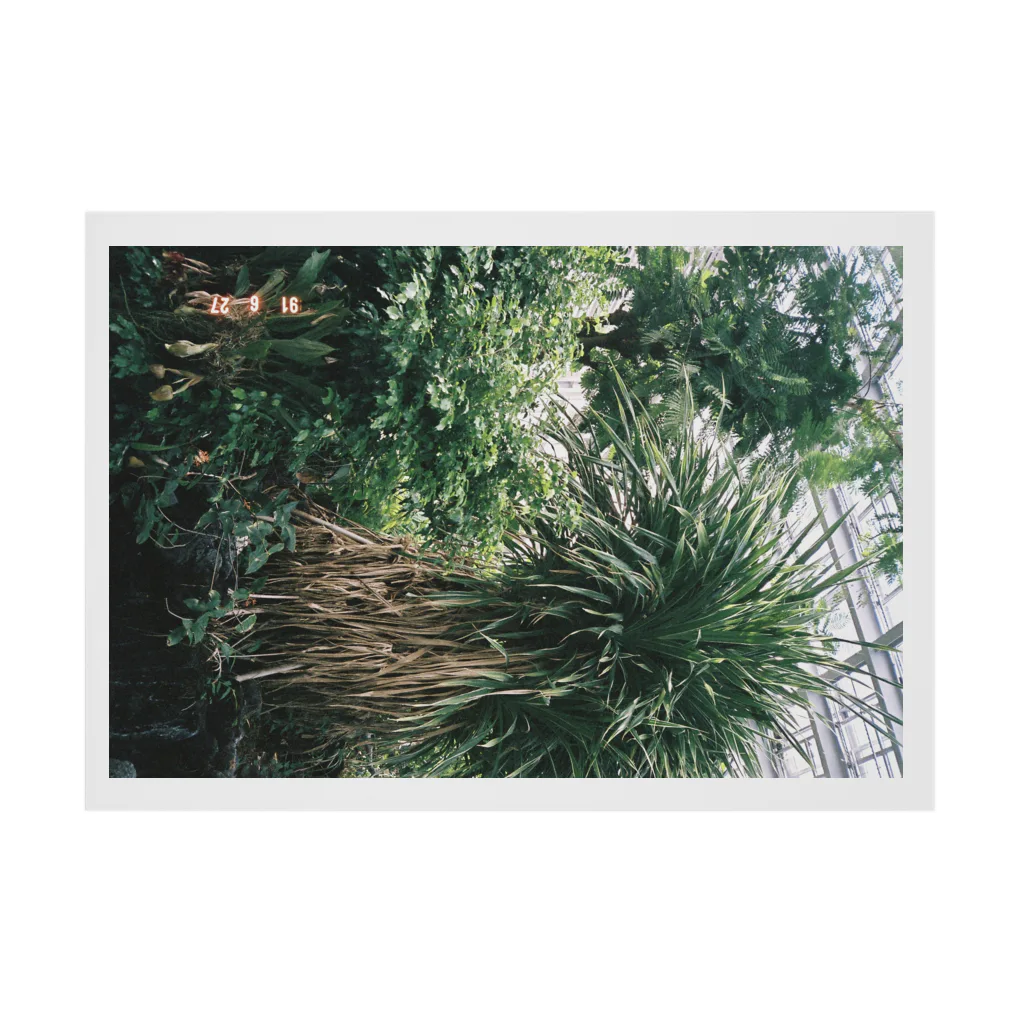 19時 57分の植物の写真 Stickable Poster :horizontal position