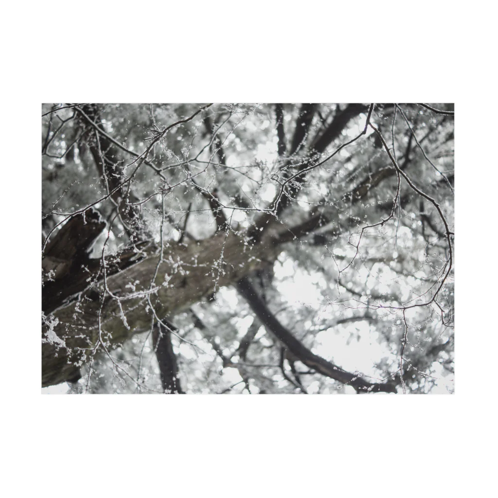 ベアーズ&サーモンの雪の木 吸着ポスターの横向き
