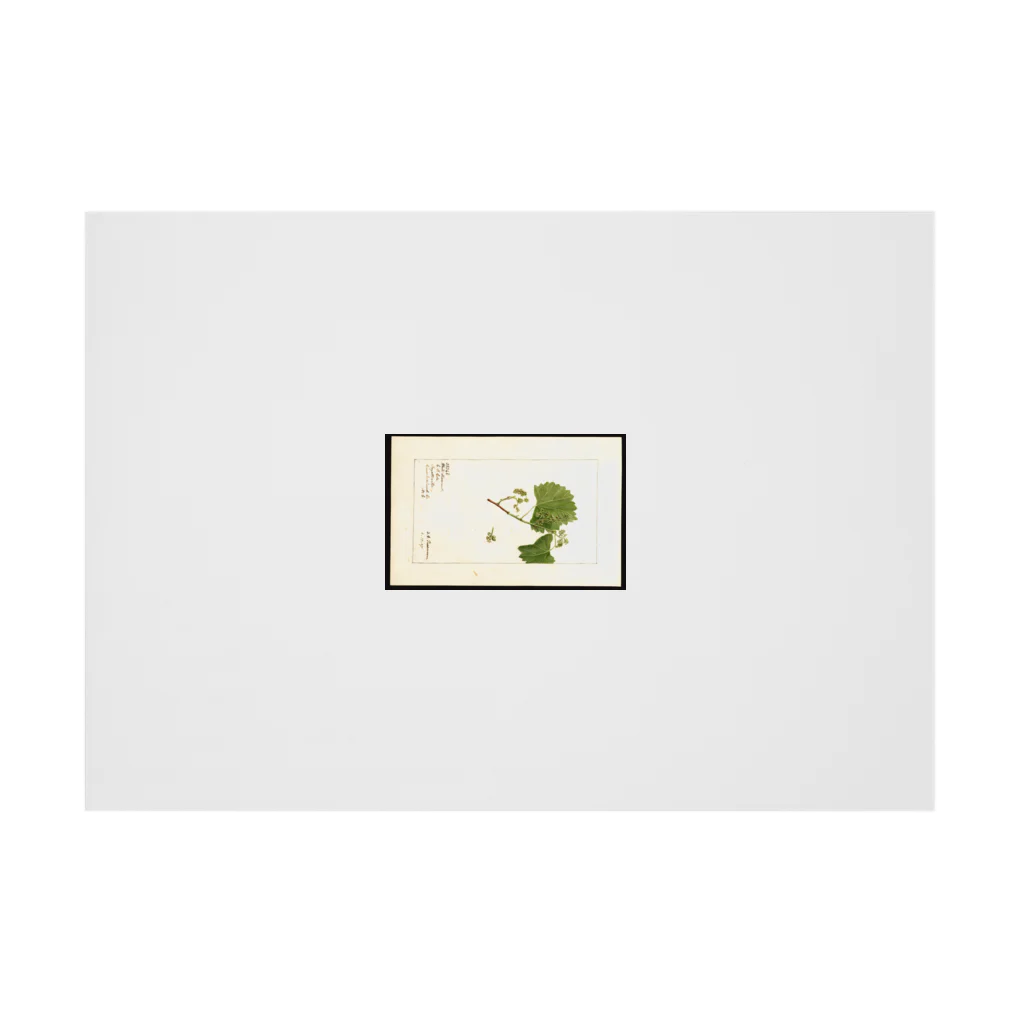 ArtShirtの Vitis: White Staminate Stickable Poster :horizontal position