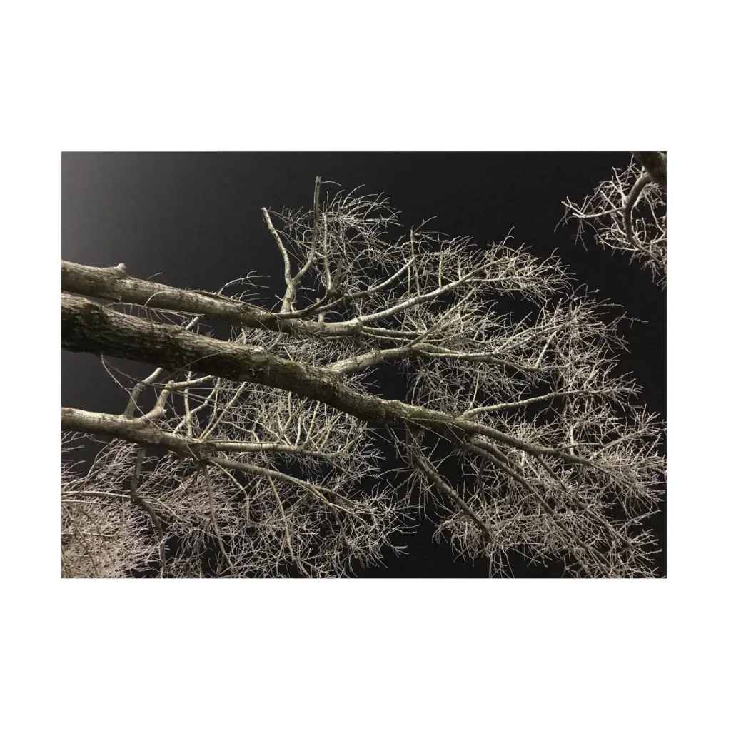 空屋　sorayakusakaの202001121944000　夜の樹木 Stickable Poster :horizontal position