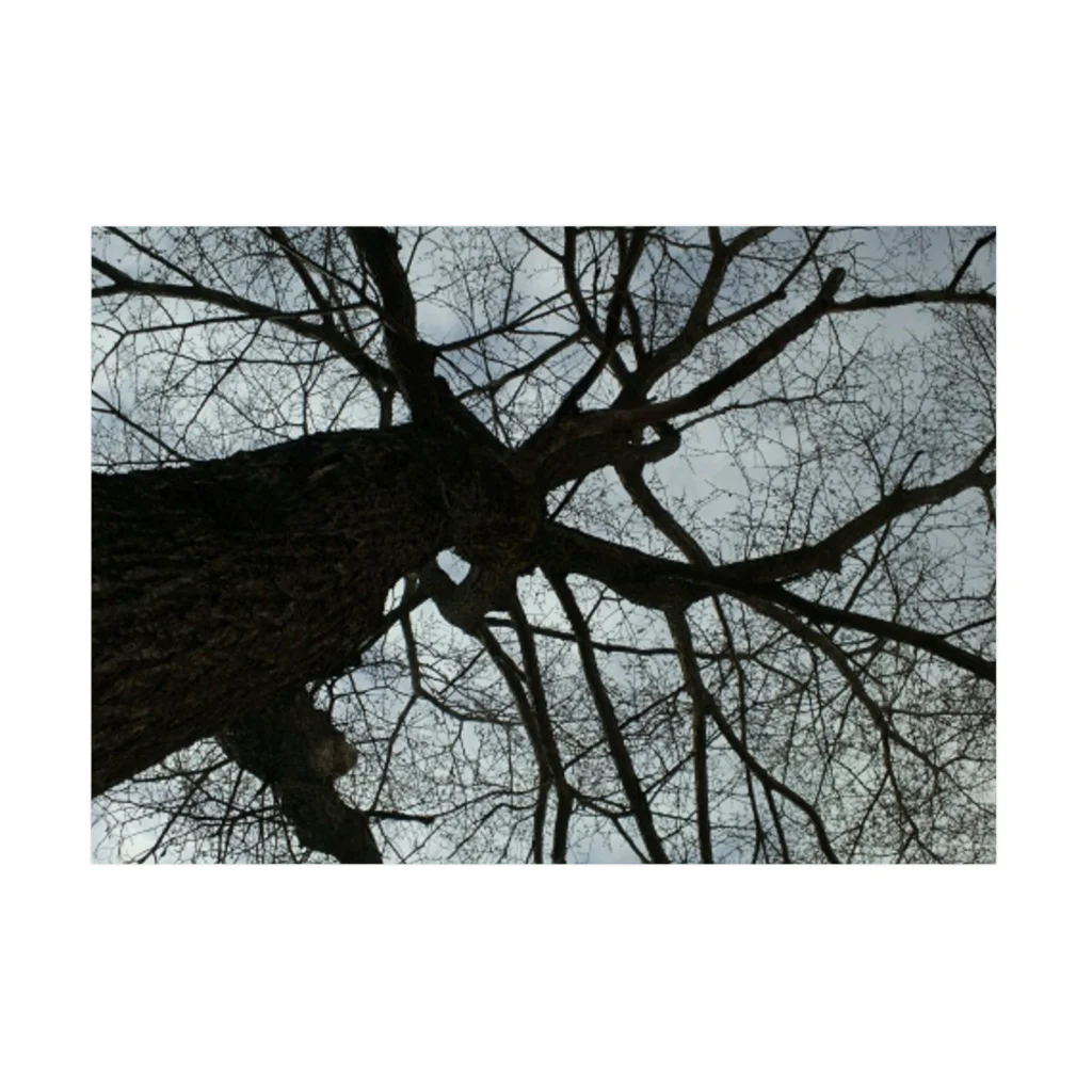 空屋　sorayakusakaの201805051602001　春の樹木 Stickable Poster :horizontal position