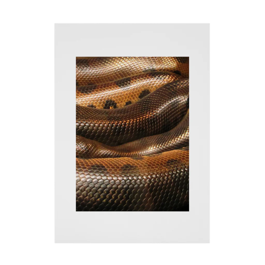 Fred HorstmanのReal colorful snake skin Nr. 10,  本物 の カラフルな ヘビ 皮 No. 10 ,  10番 Stickable Poster