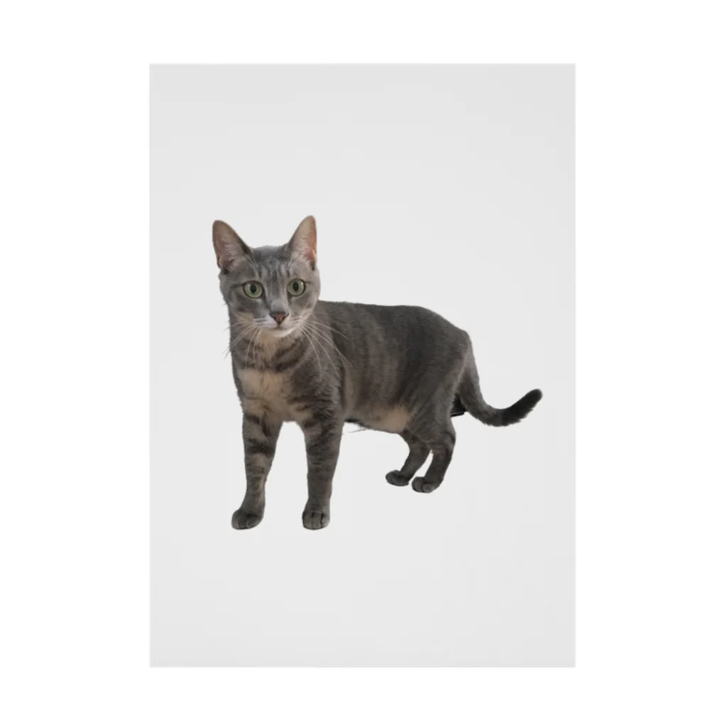 live with catsの灰猫ちゃん Stickable Poster