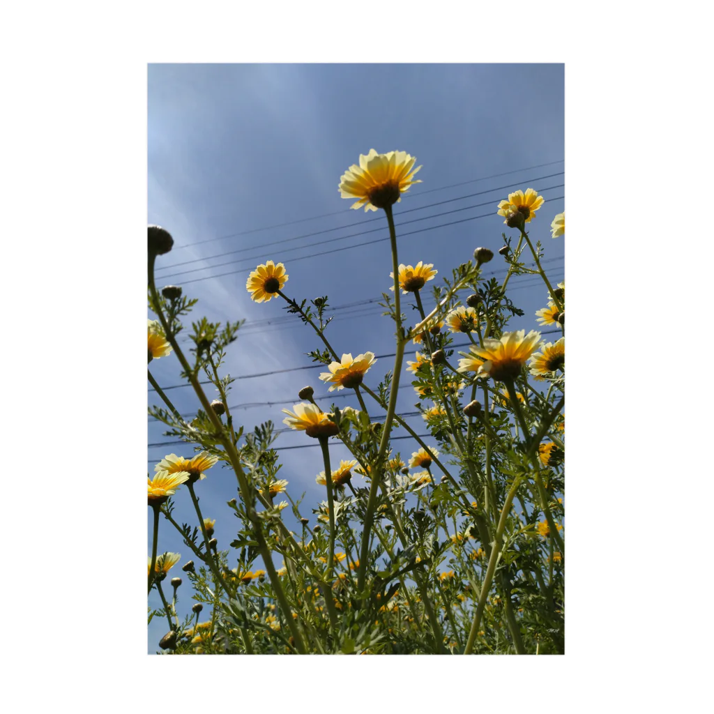 MMの黄色い春菊の花 吸着ポスター