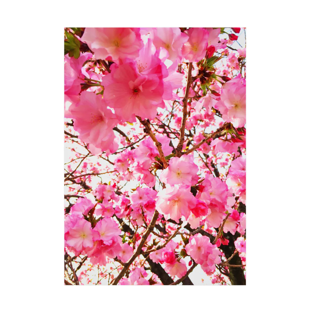KANAKOの桜を待つ 吸着ポスター