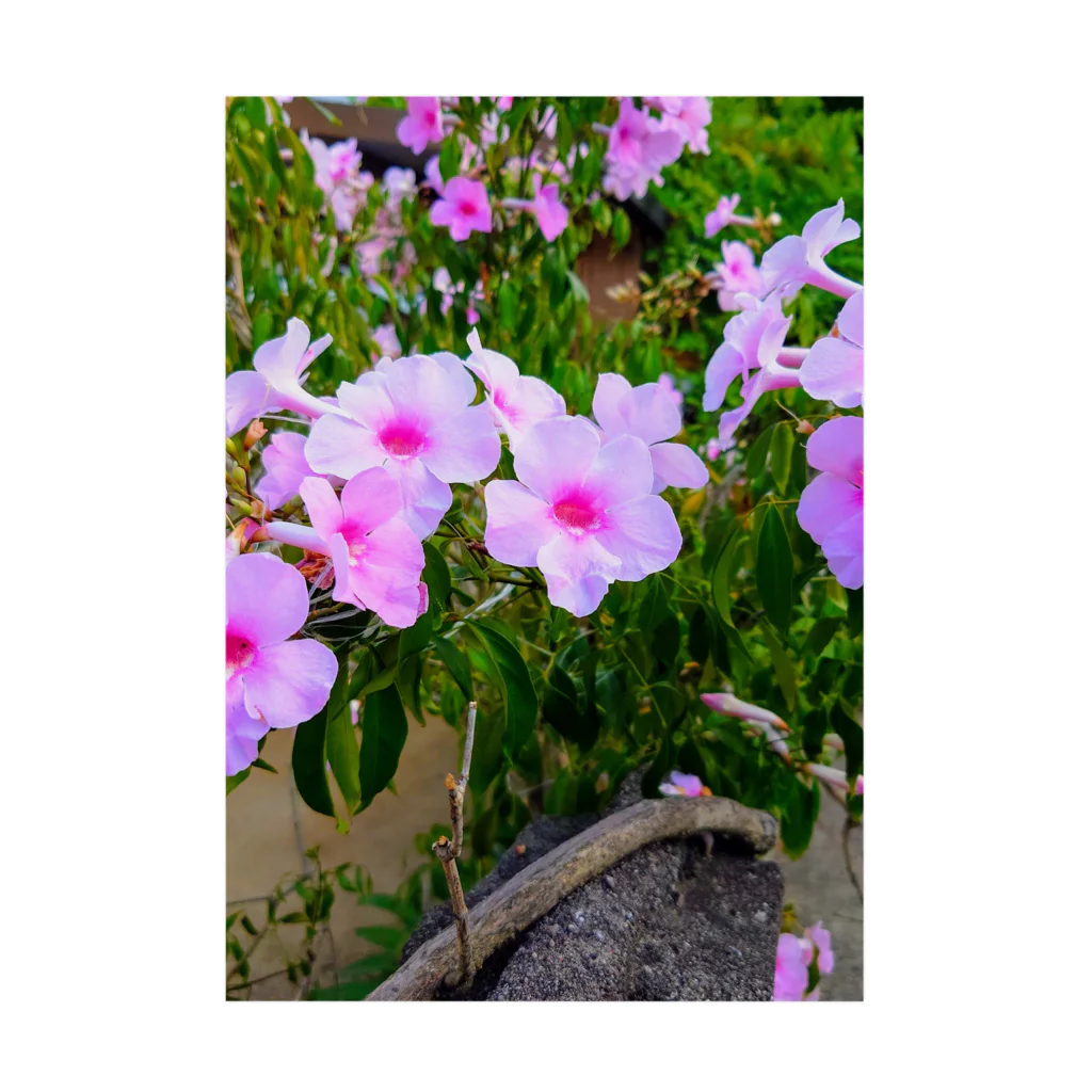 終わらない夢🌈の実写シリーズ【初夏の美しい花🌸】 Stickable Poster