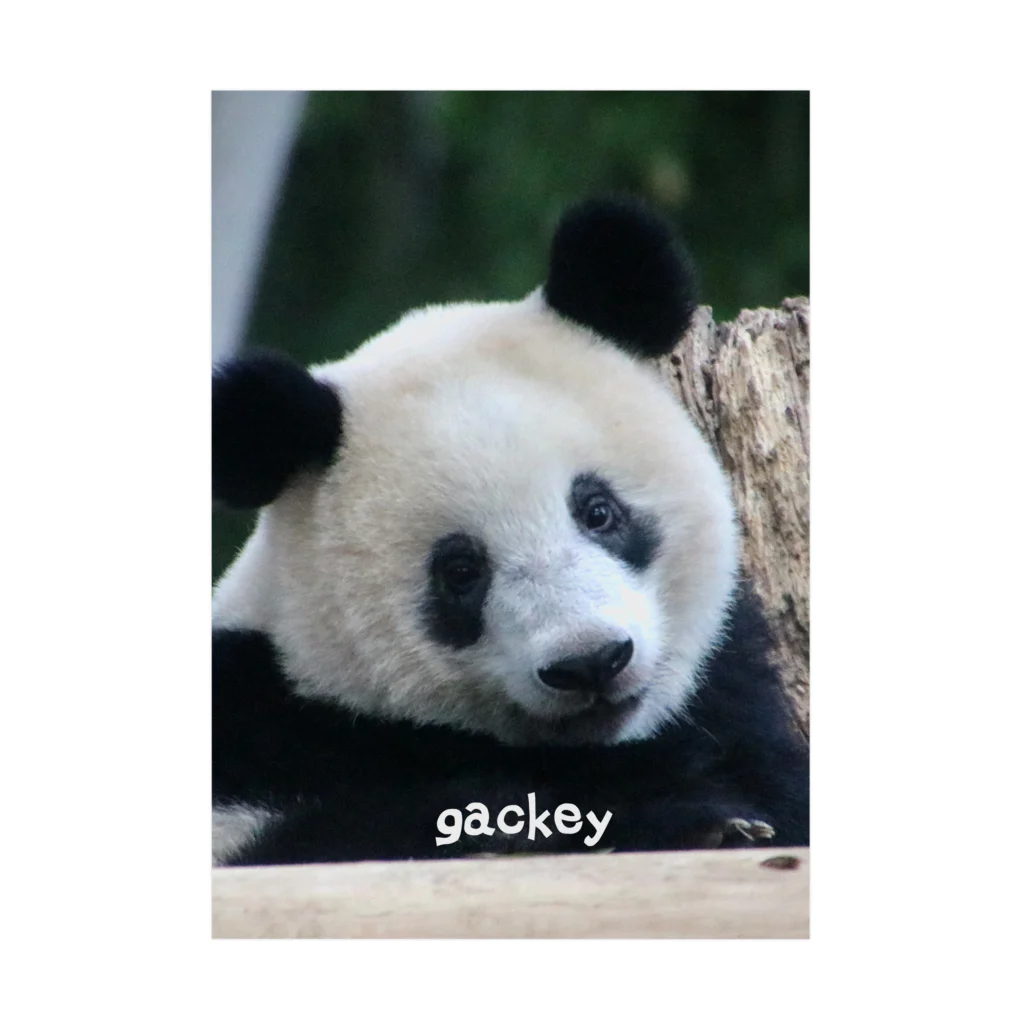 gackeyのはにかみ PANDA 吸着ポスター