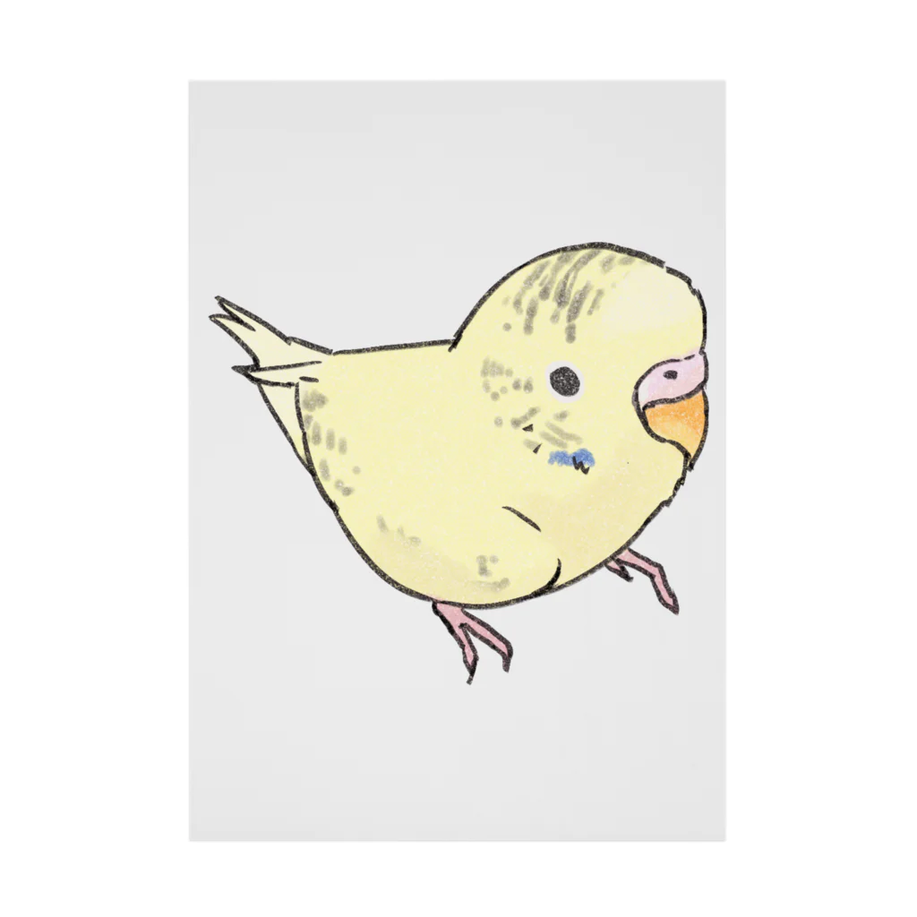 まめるりはことりの可愛いセキセイインコ　おすましちゃん【まめるりはことり】 吸着ポスター