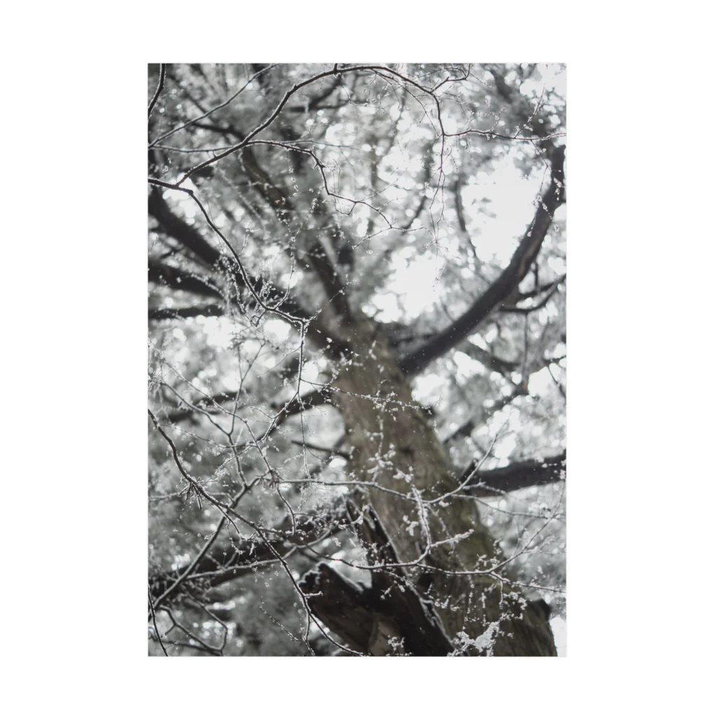 ベアーズ&サーモンの雪の木 Stickable Poster