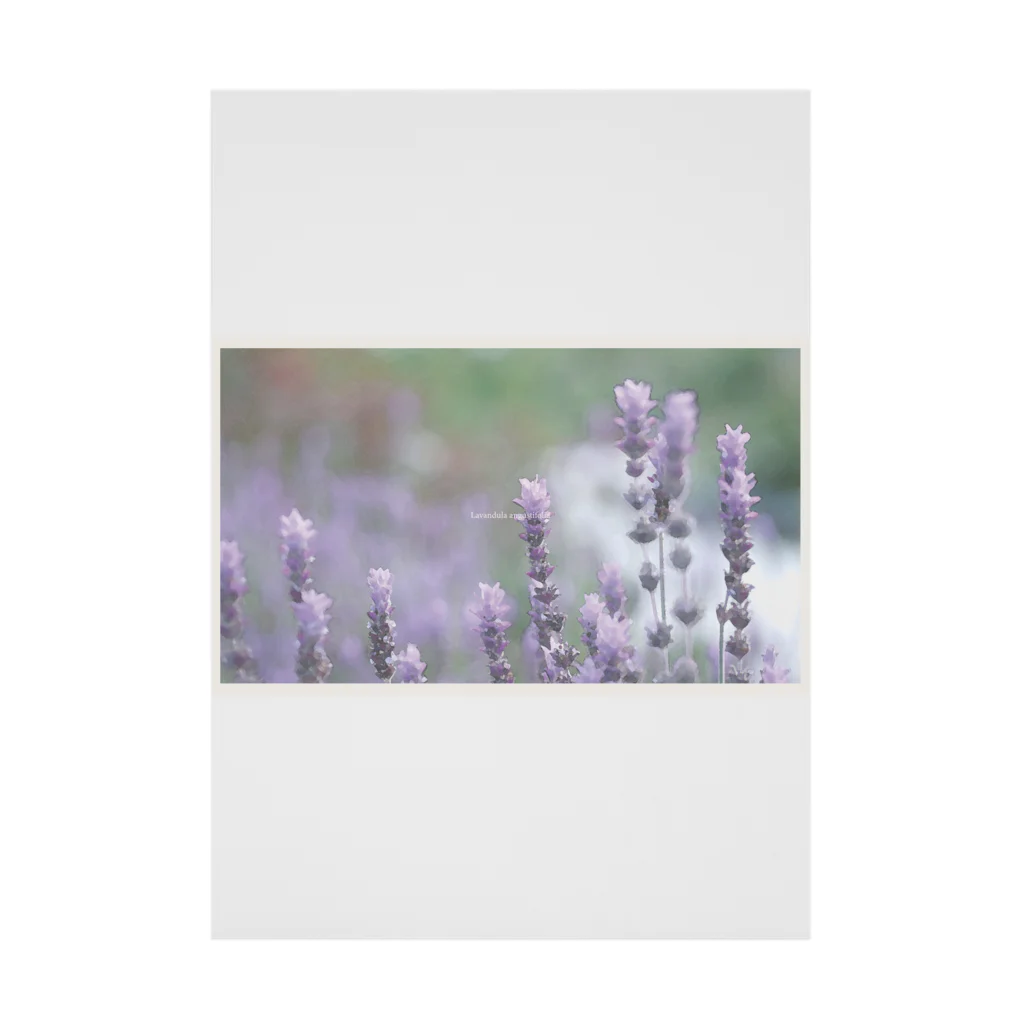 little motif のflower photo - lavender Stickable Poster