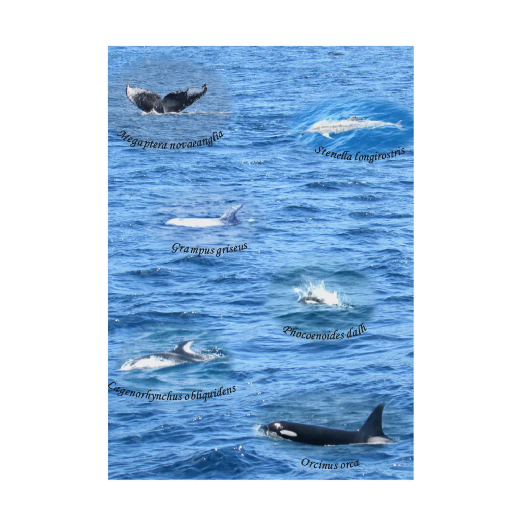 L_arctoaの船上から見た鯨類(1) 吸着ポスター