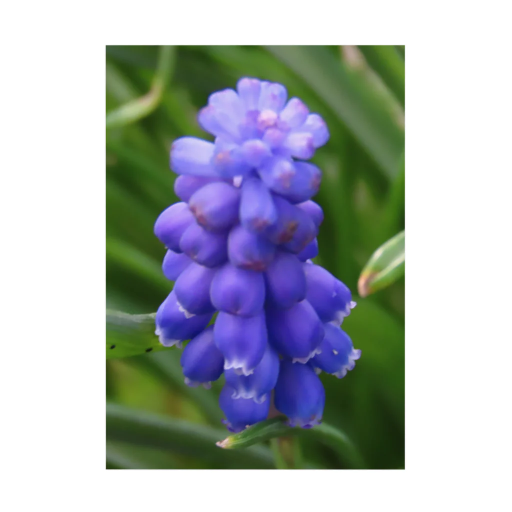 でおきしりぼ子の実験室のMuscari botryoides(1:1) 吸着ポスター