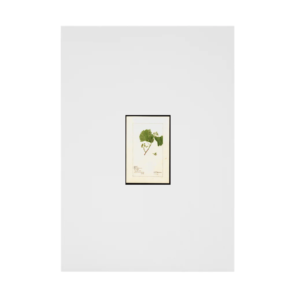 ArtShirtの Vitis: White Staminate Stickable Poster