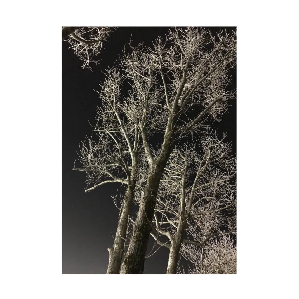 空屋　sorayakusakaの202001121944000　夜の樹木 吸着ポスター