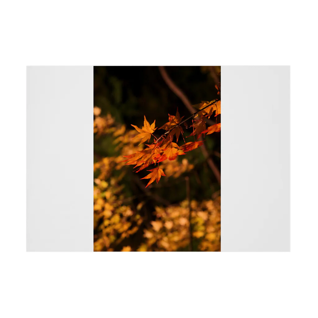 nokkccaのライトアップ紅葉 - Japanese maple(night shot) - 吸着ポスターの横向き