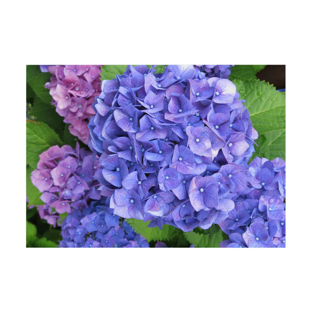 mayblueのhydrangea 吸着ポスターの横向き