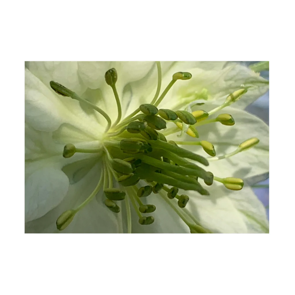 Kasumi/macro de microのA4 white nigella-color　 Stickable Poster :horizontal position