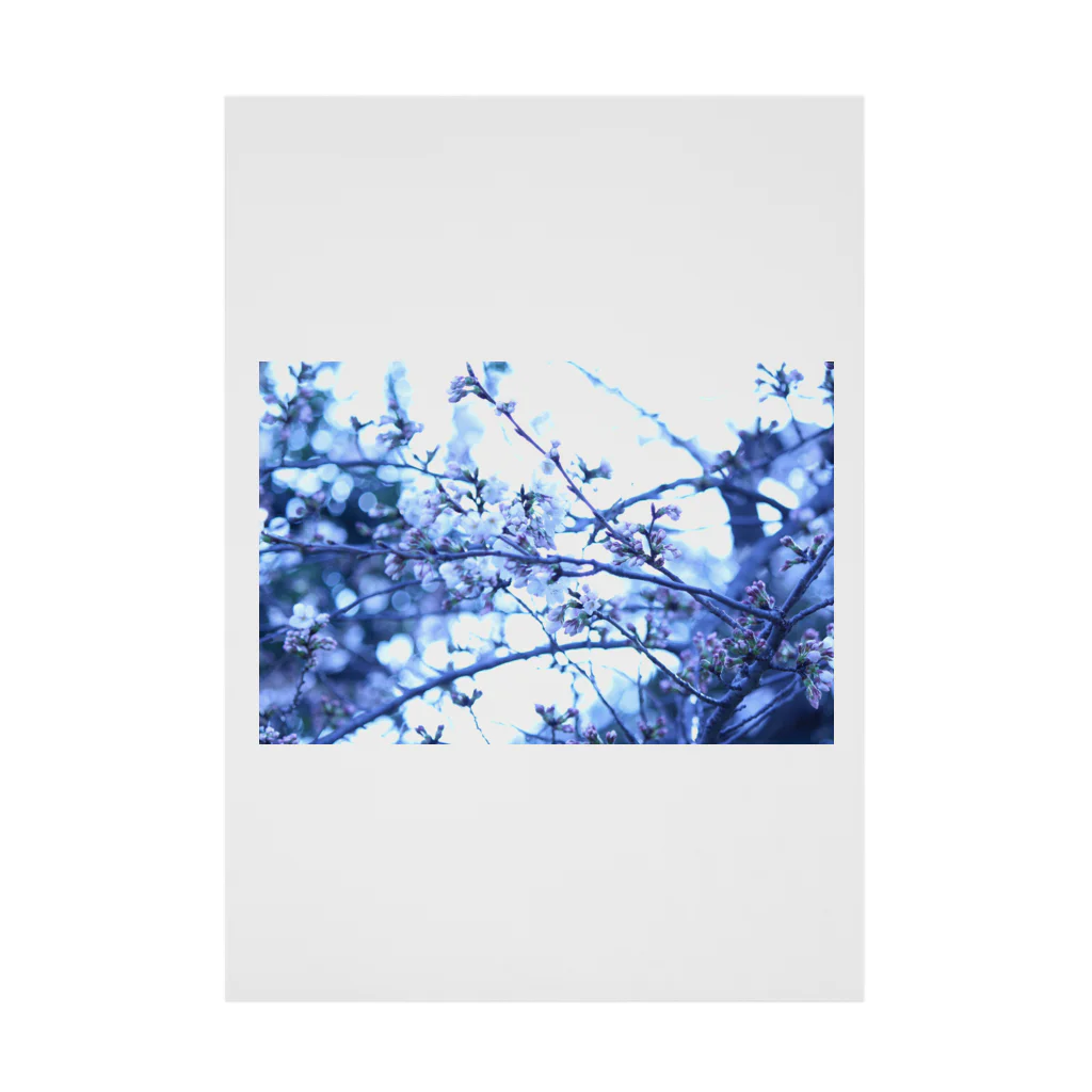 Kengo Kitajimaの桜 Stickable Poster