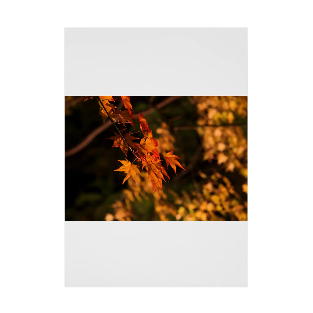 nokkccaのライトアップ紅葉 - Japanese maple(night shot) - 吸着ポスター