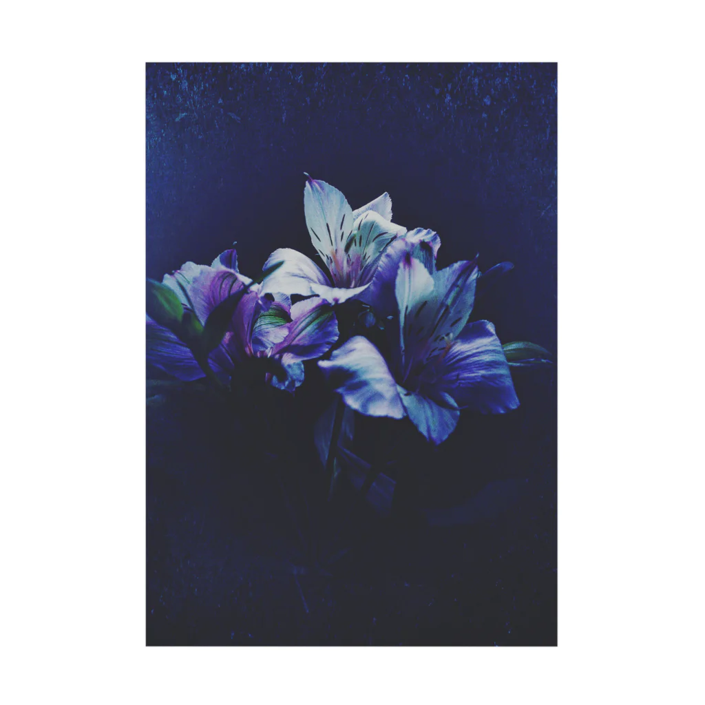 STEINSの花のポスター(アルストロメリア) Stickable Poster