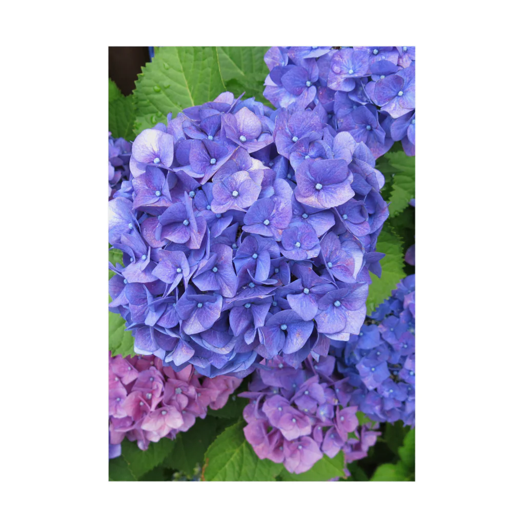 mayblueのhydrangea 吸着ポスター