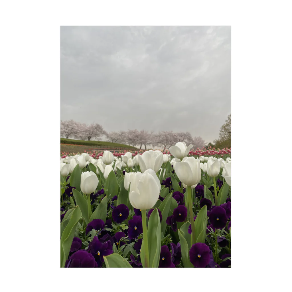 Monokomono+のWhite tulip and cherry blossom 吸着ポスター