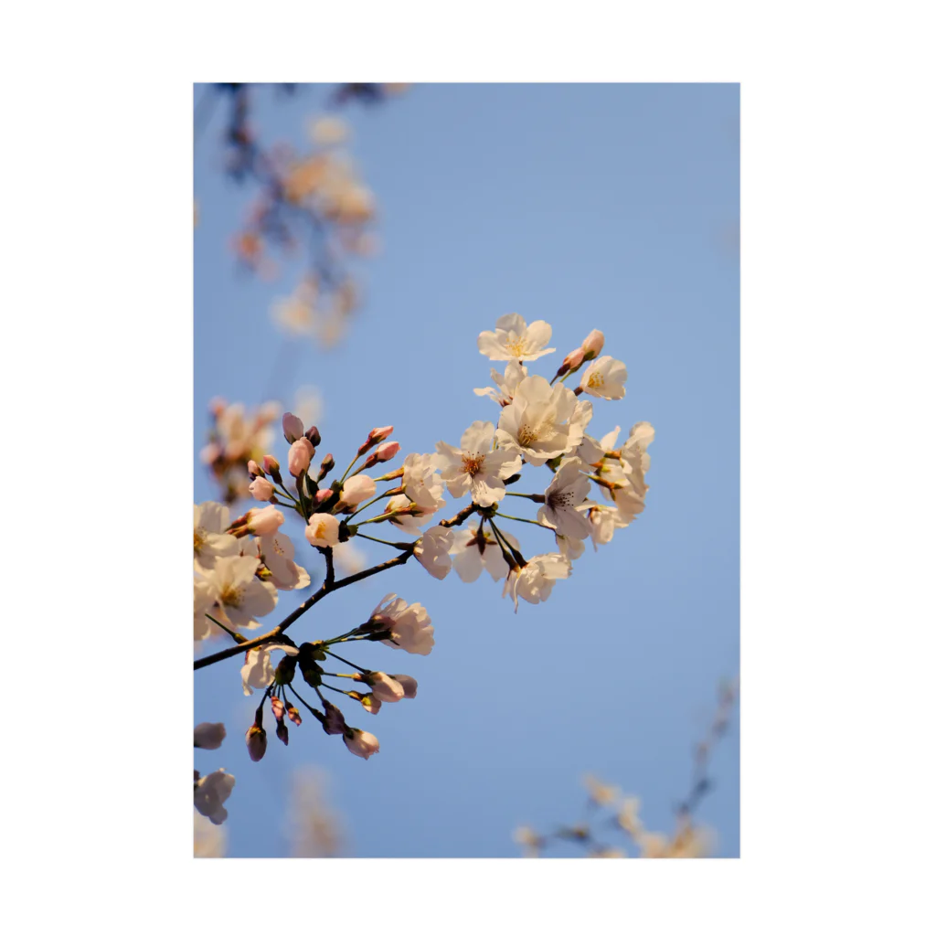 ごとー/お写真と日常の桜＠鎌倉 吸着ポスター