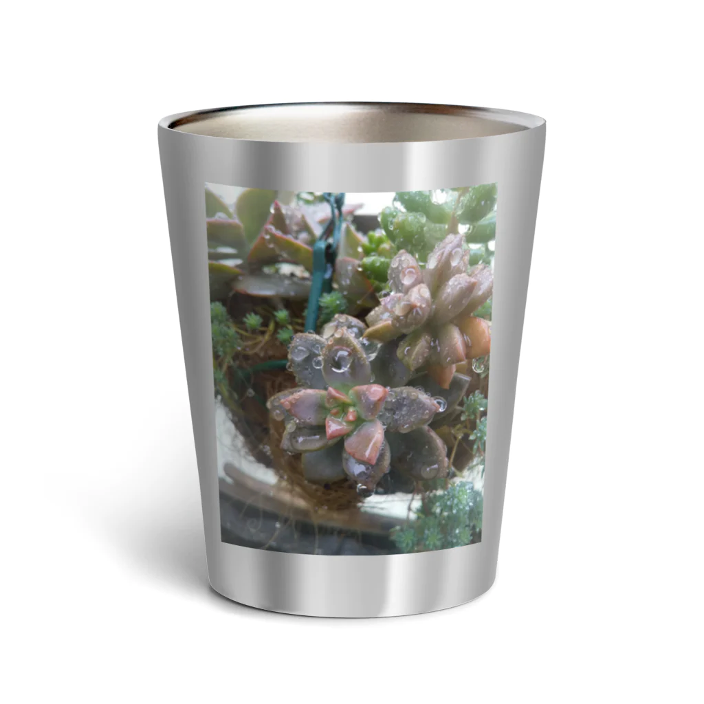 ミクロの雨の中の多肉植物 Thermo Tumbler