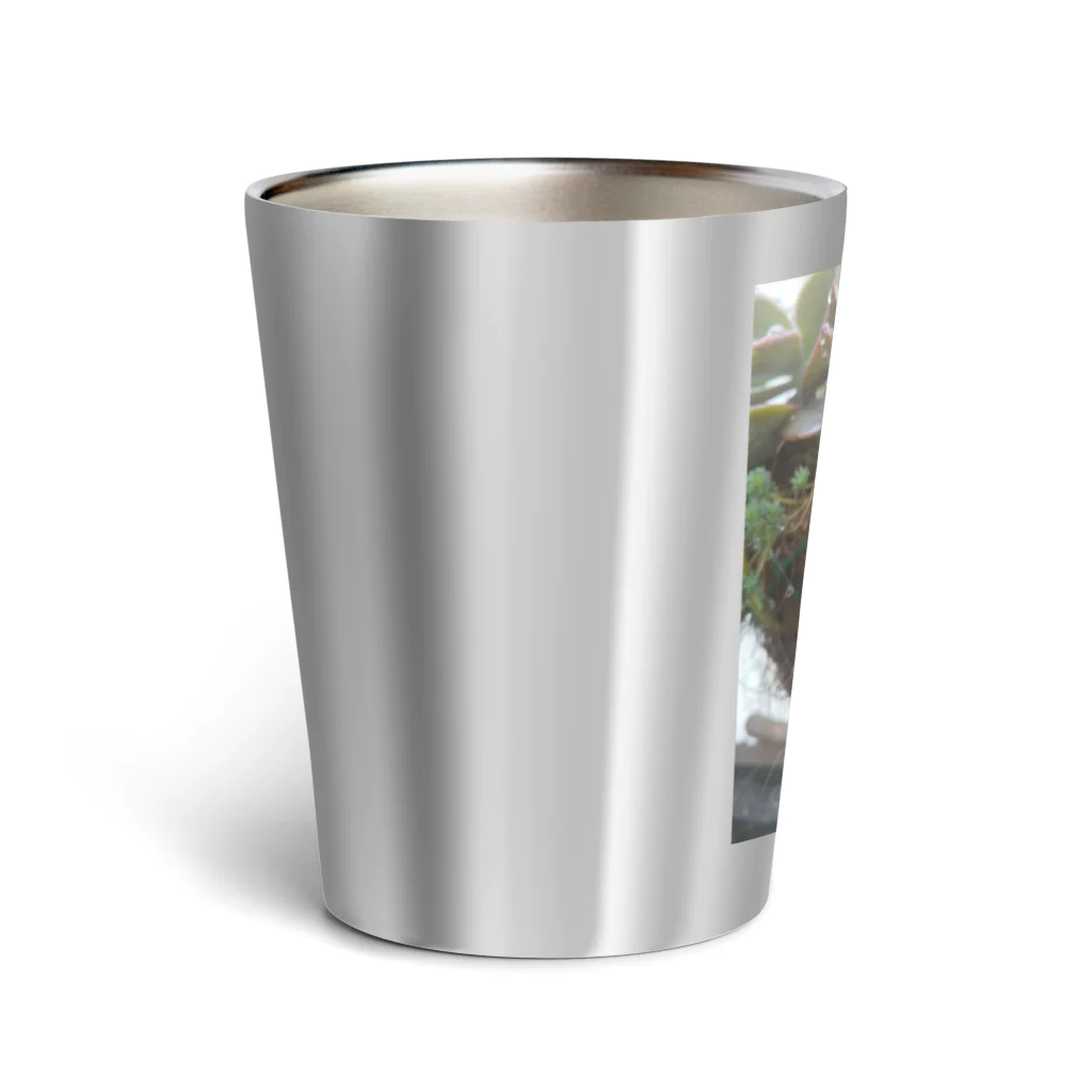 ミクロの雨の中の多肉植物 Thermo Tumbler