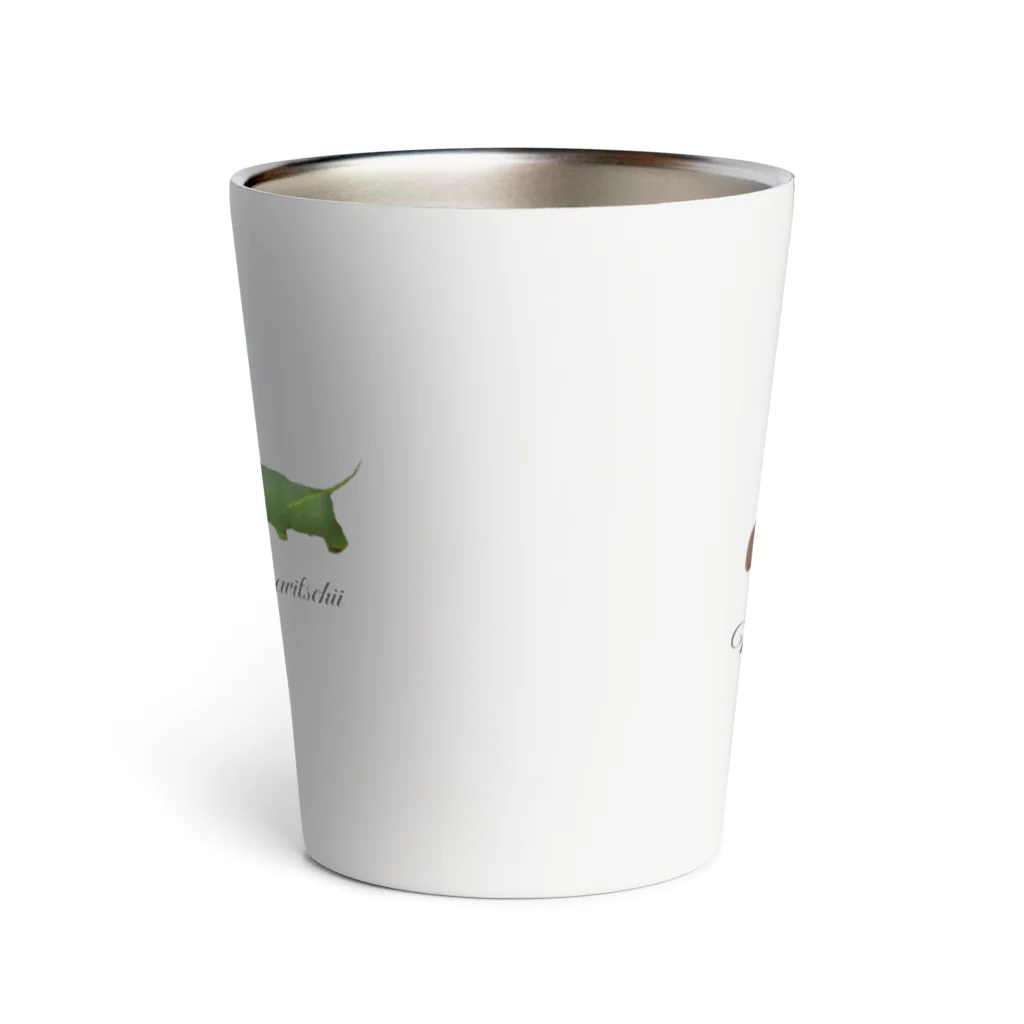 L_arctoaのモモスズメ幼虫と成虫 Thermo Tumbler