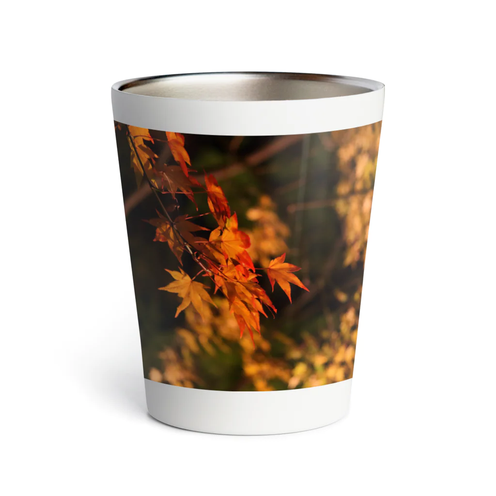 nokkccaのライトアップ紅葉 - Japanese maple(night shot) - Thermo Tumbler