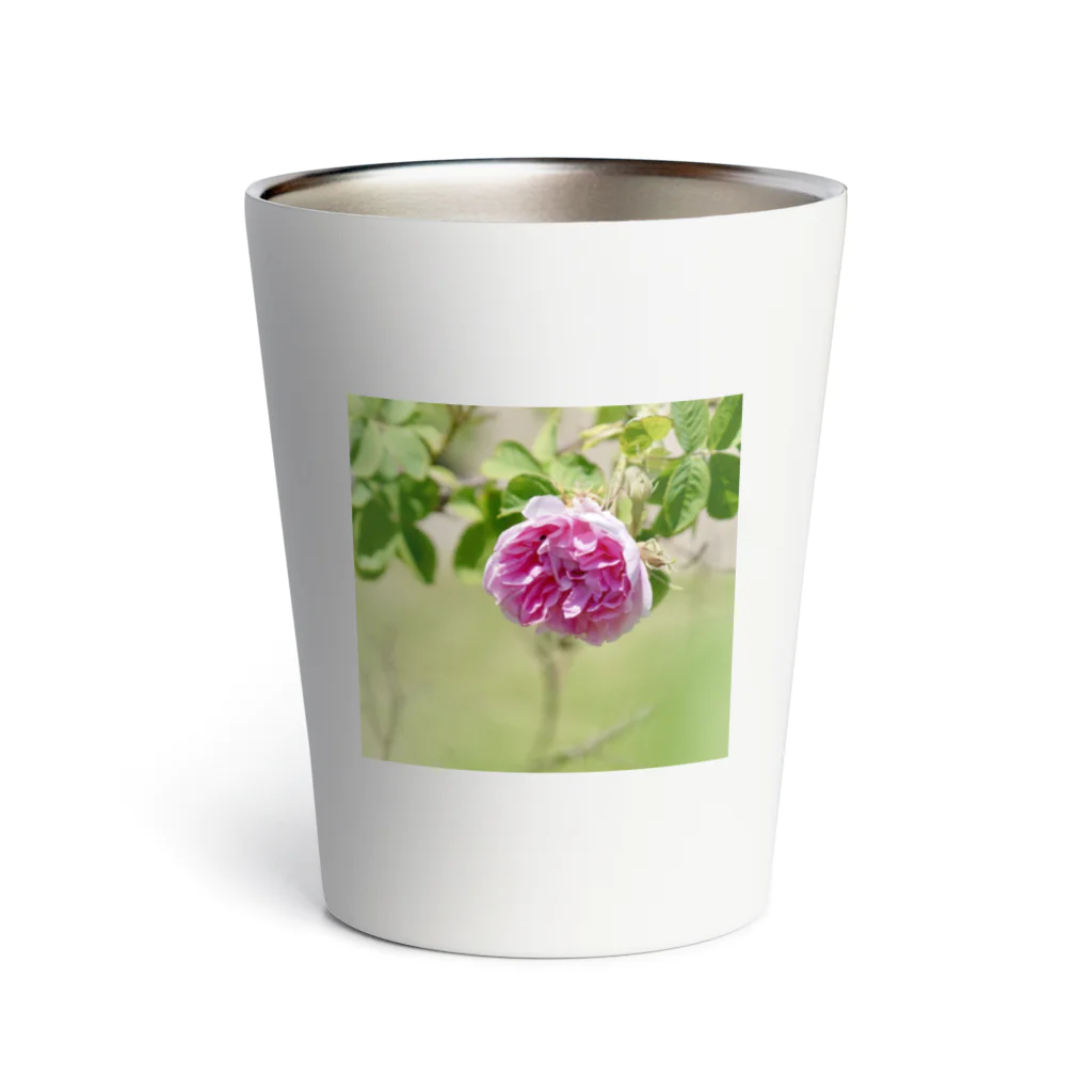 Amie's Gardenのハーブのお店のダマスクローズ Thermo Tumbler