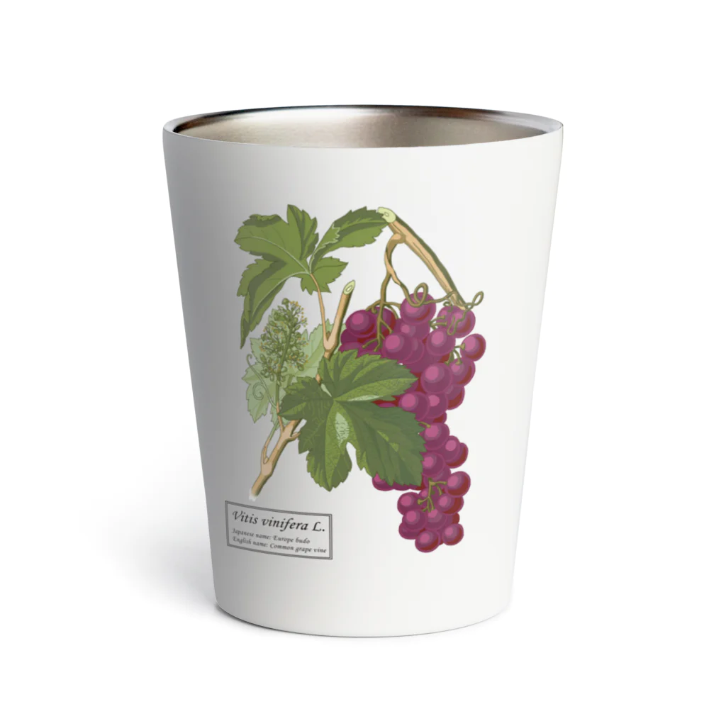 たくみのグッズショップのヨーロッパブドウ（Vitis vinifera） Thermo Tumbler