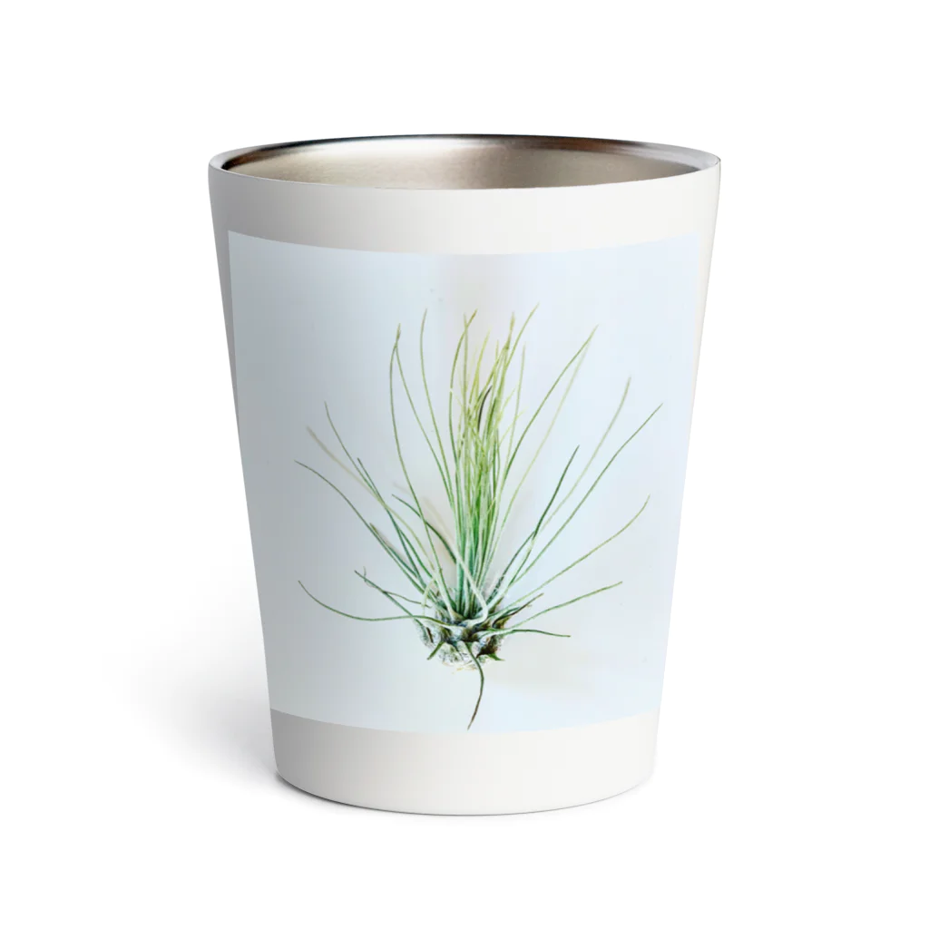 a.c.a.botanicalのTillandsia Thermo Tumbler